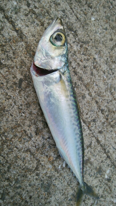 『釣りデビュー(^.^)』209