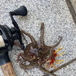 ハードロックポイントのみHC蛸散歩。3杯。。