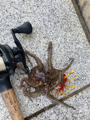 ハードロックポイントのみHC蛸散歩。3杯。。