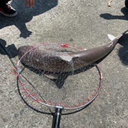 田辺市で紀州釣り