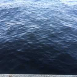 （メクリ？)アジ