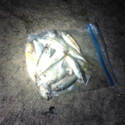 夕まずめ狙い アジング