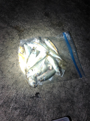 夕まずめ狙い アジング