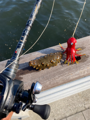 ハードロックポイントでHC蛸散歩。7杯。。