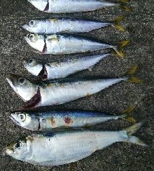 『釣りデビュー(´▽`)』211