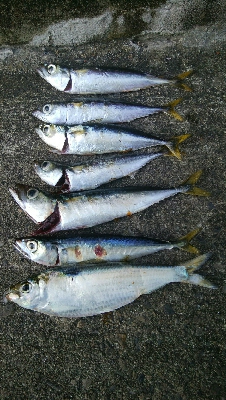 『釣りデビュー(´▽`)』211