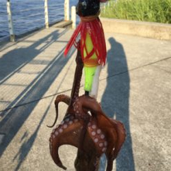 タコは夕マヅメのみ