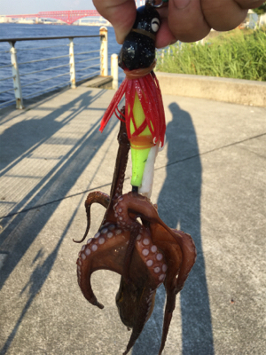 タコは夕マヅメのみ