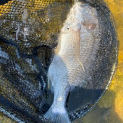 シルベラードとジリオン入魂