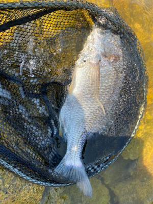 シルベラードとジリオン入魂