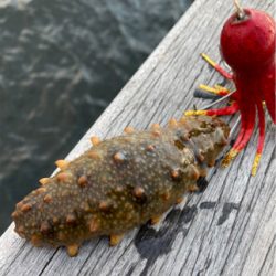 ハードロックポイントHC蛸散歩。6杯1725g。。