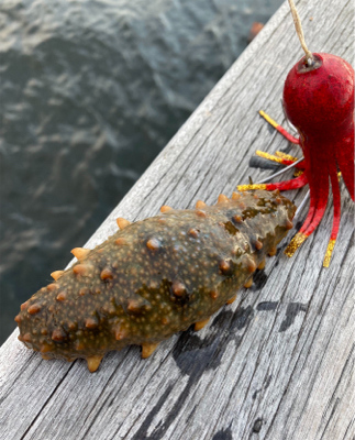 ハードロックポイントHC蛸散歩。6杯1725g。。