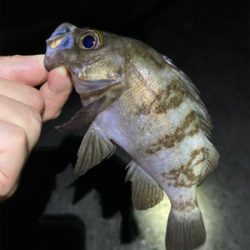 真夏のメバリング