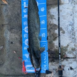 夕まづめにナマズゲーム