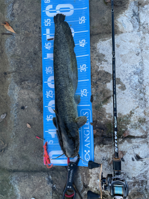 夕まづめにナマズゲーム