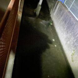 隙間時間に闇鯰