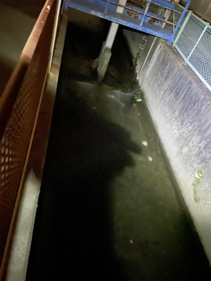 隙間時間に闇鯰