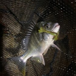 下手な人のチニング 釣果です。