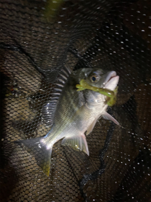 下手な人のチニング 釣果です。