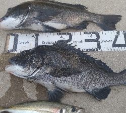 7/4釣果 でかいチヌと尺アジつれました!