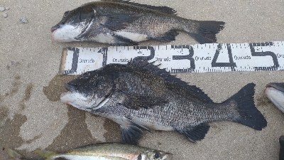 7/4釣果 でかいチヌと尺アジつれました!