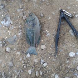 7/22釣果 チヌ尺アジマハタグレ