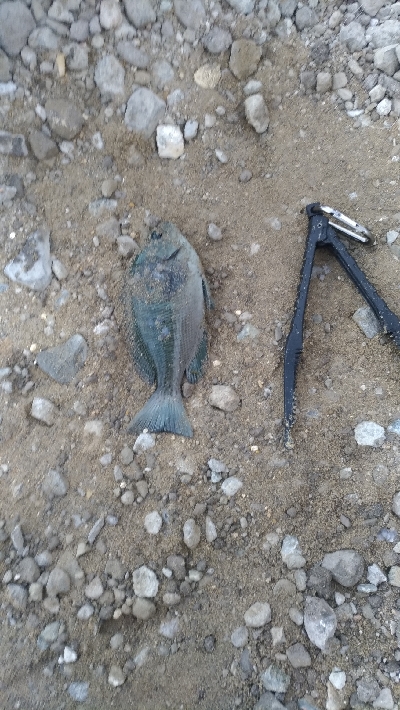 7/22釣果 チヌ尺アジマハタグレ