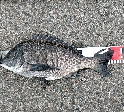 早朝に快適釣行