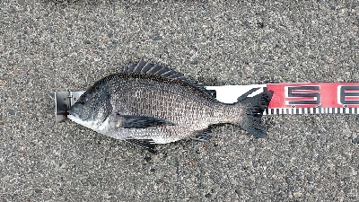 早朝に快適釣行