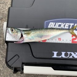 サバの連続攻撃