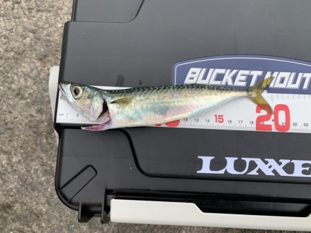 サバの連続攻撃