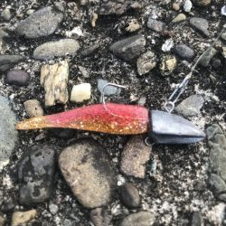 ライトワインドでマハタ&ガシラ