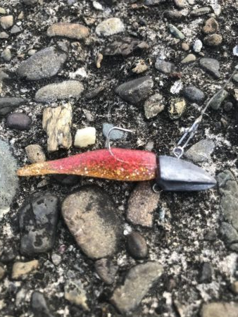 ライトワインドでマハタ&ガシラ