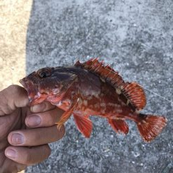 アジなしっ！イワシあり！