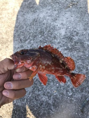 アジなしっ！イワシあり！