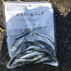 イワシマシマシ アジ少なっ!