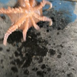 ダイソーエギ炸裂