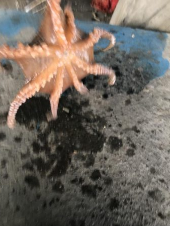 ダイソーエギ炸裂