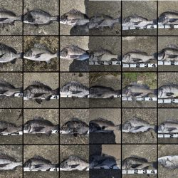 巨チヌ降臨‼️（イチノ兄弟）