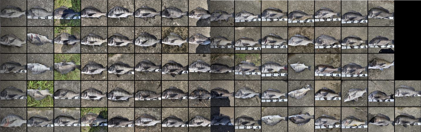 巨チヌ降臨‼️（イチノ兄弟）