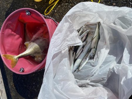 千葉港大潮の土曜日は朝から混んでた