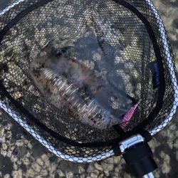 夏のアオリイカ！