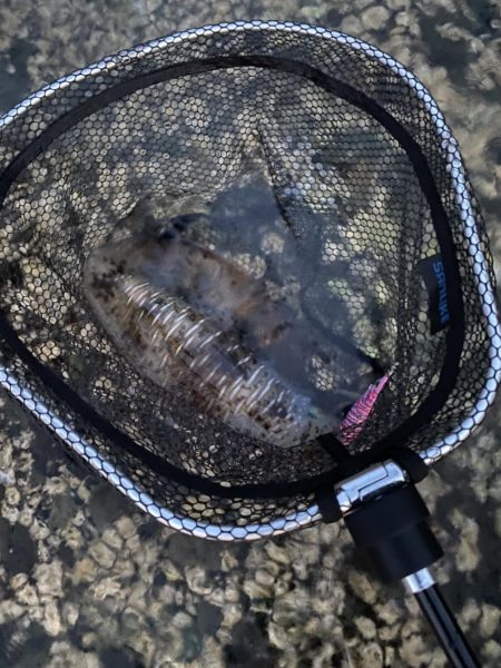 夏のアオリイカ！