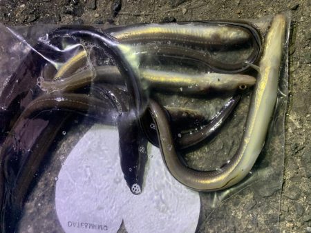 濁りは最高の…