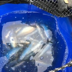 ゴミの中にイワシタイム