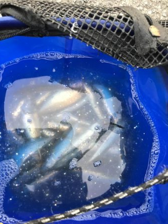 ゴミの中にイワシタイム