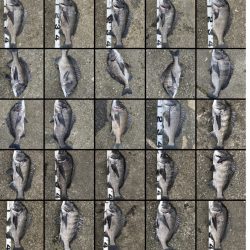 イチノ兄弟、釣果!