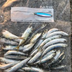 アジなしっ!イワシ多し