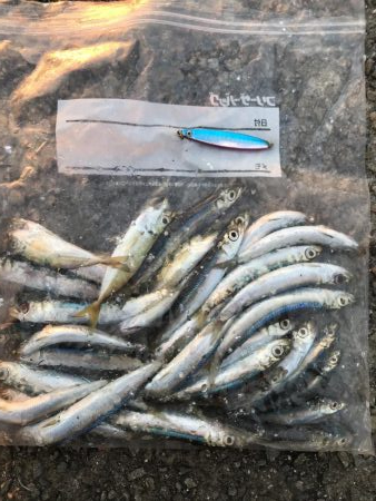 アジなしっ!イワシ多し