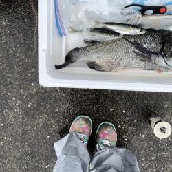 いいサイズのクロダイあがりましたー